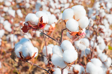 algodón Pima peruano