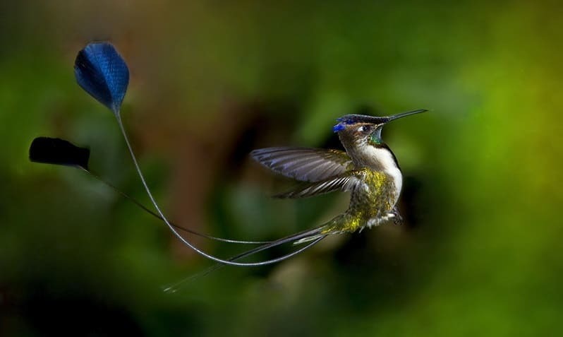 El Colibrí Cola de Espátula